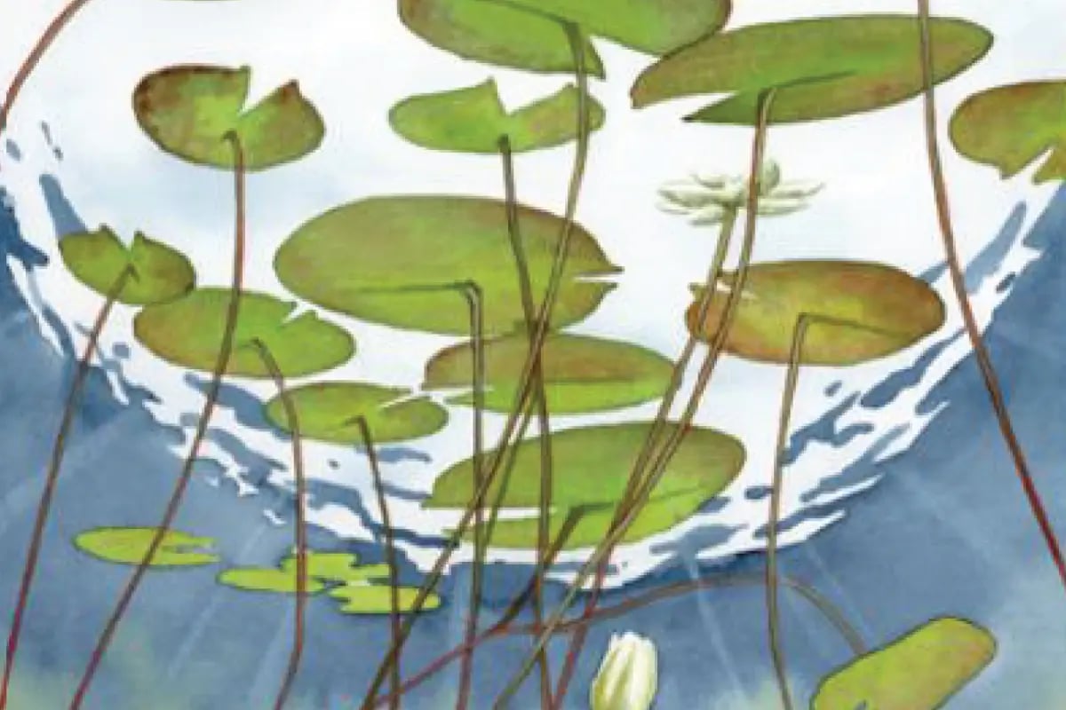 underwater-water-lily-pads-illustration